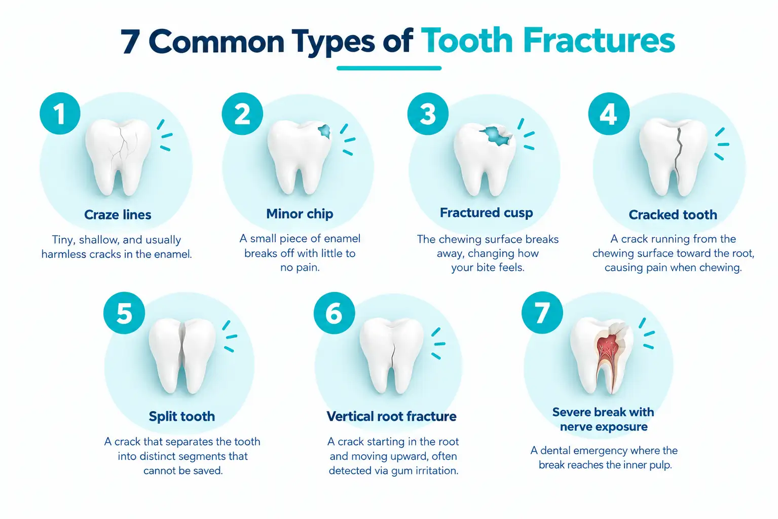 Do Broken Teeth Grow Back Do Broken Teeth Grow Back